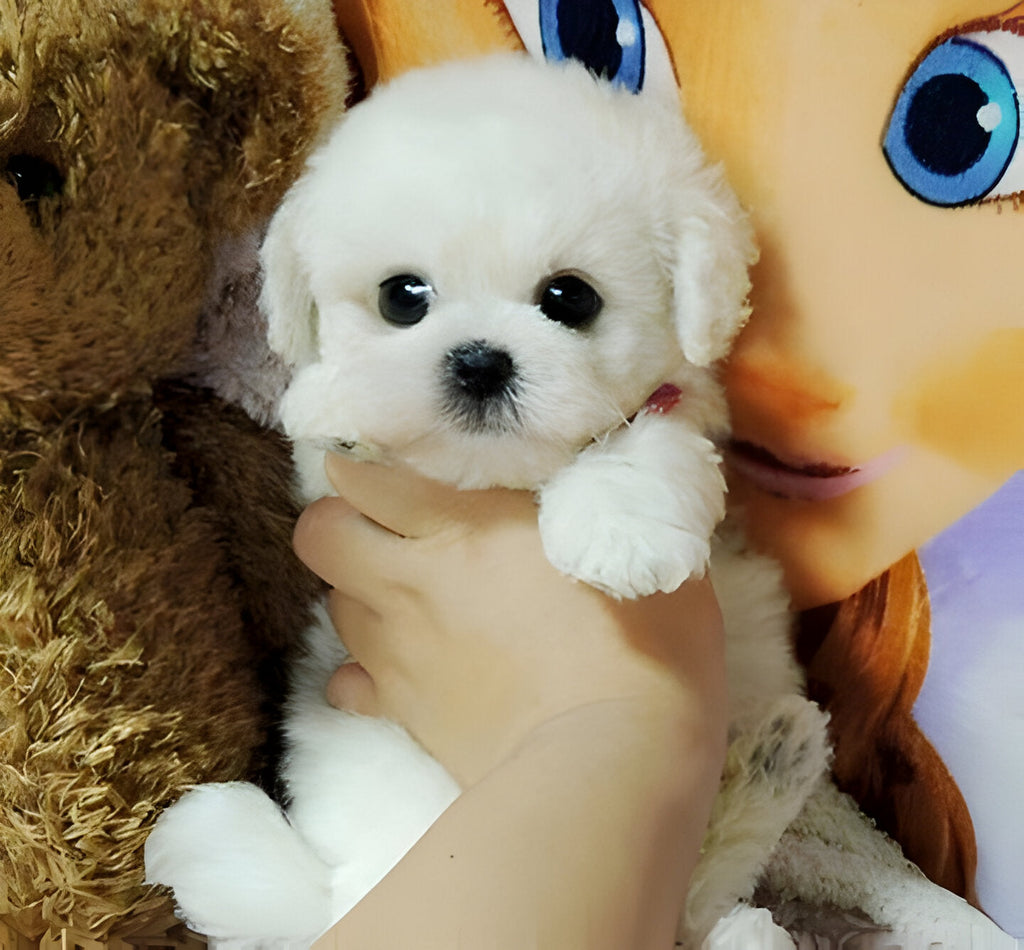 Realistic Teddy Dog Plush Puppy with Lifelike Details