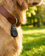 Mini GPS tracking tag on a dog collar, lifestyle